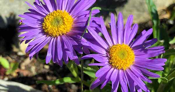 Tumbuh New England Aster untuk musim panas dan warna jatuh sensasi