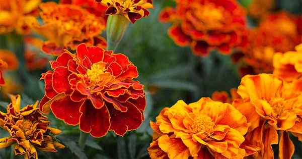Cara tumbuh dan menjaga bunga marigold