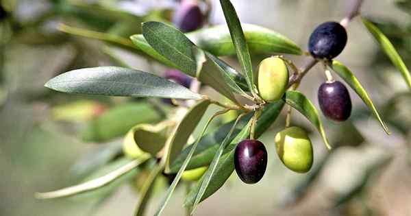 Jak rosnąć i dbać o drzewa oliwne