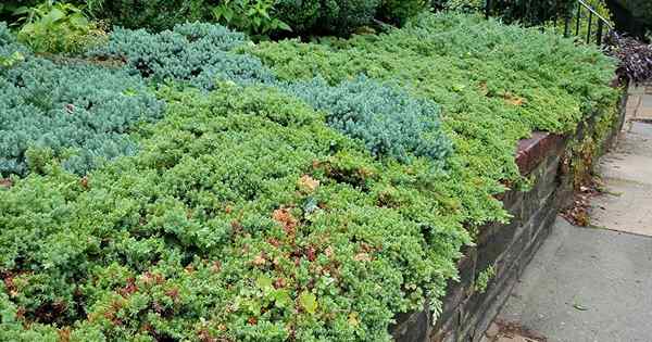 13 de los mejores arbustos de hoja perenne para su jardín