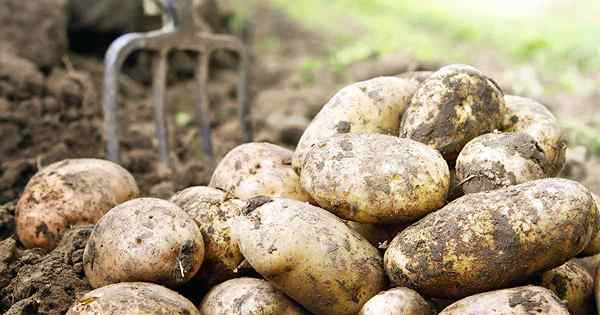 11 des meilleures variétés de pommes de terre pour grandir à la maison