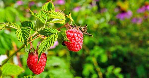 13 varietas raspberry terbaik untuk tumbuh di kebun Anda (zona 3-9)