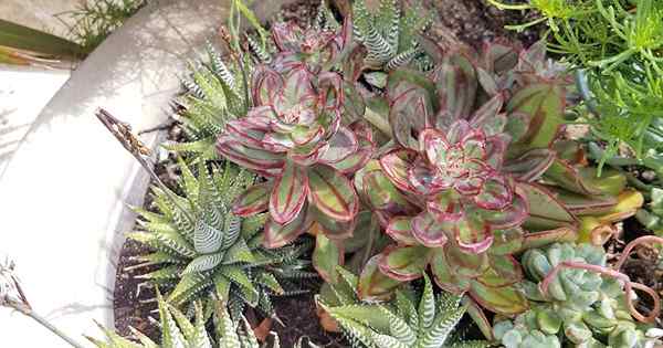 9 planteurs succulents incontournables