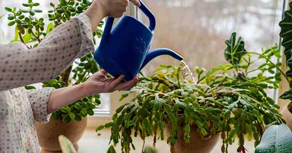 Cómo salvar un cactus navideño en agua