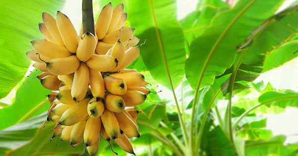 Cara menanam tumbuhan pisang