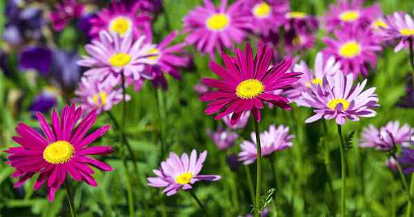 Mewarnai taman anda dengan cerah dengan daisy dicat