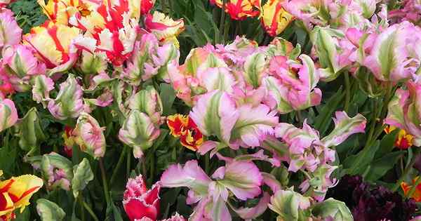 Comment cultiver et prendre soin des tulipes de perroquet dans le jardin de printemps