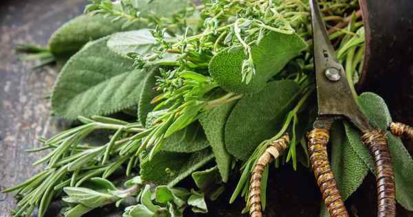 Parsley, Sage, Rosemary et Thym Histoire d'amour