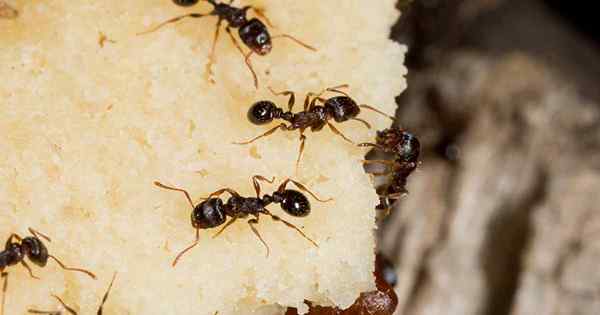 Comment contrôler les fourmis de la chaussée