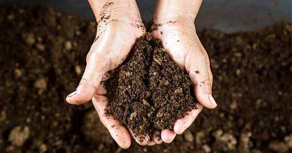 Lo que todo jardinero debe saber sobre turba musgo (más 5 alternativas)