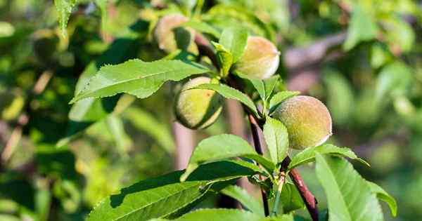 Cara mendiagnosis dan mencegah penyakit peach palsu