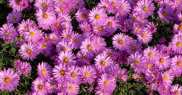 11 des meilleures variétés d'aster roses