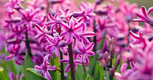 Comment cultiver et prendre soin des fleurs de jacinthe