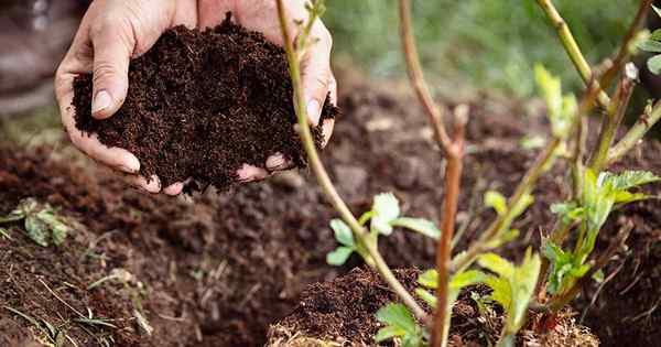 Der ultimative Herbst -Beeren -Pflanzhandbuch