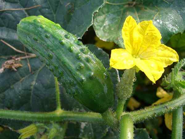 Plantando vegetais à base de videira