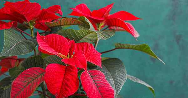 Como cuidar de poinsettias após as férias