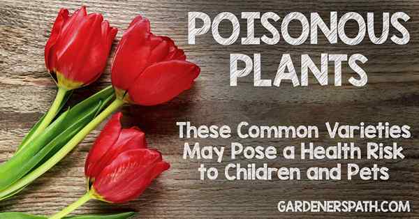 Plantas venenosas Estas 11 variedades comunes pueden representar un riesgo para la salud para los niños y las mascotas