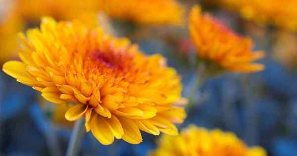 Cara Mengenalpasti dan Menguruskan Cendawan Serbuk di Chrysanthemums