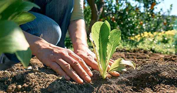 Cómo proteger las plántulas de lechuga de la amortiguación