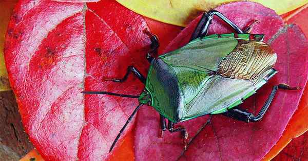 Comment se débarrasser des insectes puantes dans la maison ou le jardin