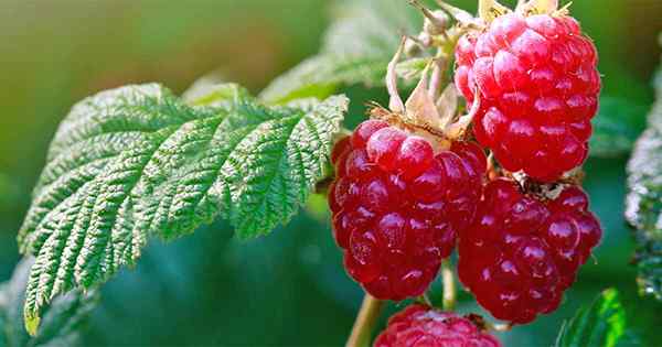 Cara menumbuhkan raspberry menikmati buah beri selama bertahun -tahun yang akan datang