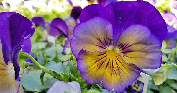 Cara menanam pansy dan violas untuk warna multi-musim