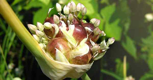 Wie man Knoblauch aus Glühbildern ausbreitet