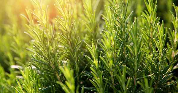 Cómo proteger las plantas de Rosemary en el invierno