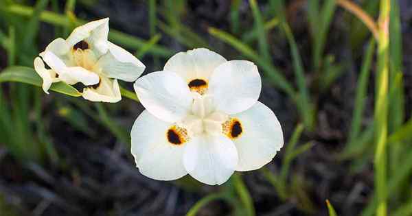 Apakah saya perlu mengurangi iris bicolor?