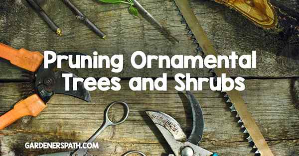 Podar árvores e arbustos ornamentais