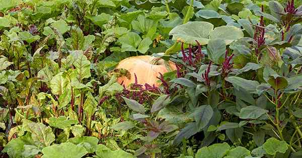 As melhores plantas de companhia para crescer com abóboras