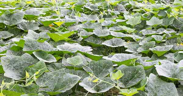 5 alasan Vine Pumpkin Anda tidak mekar