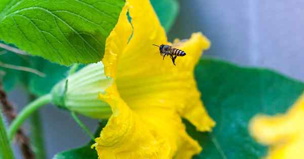 5 raisons pour lesquelles votre citrouille ne produit pas de fruits