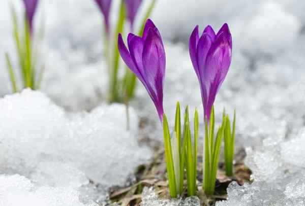 Zimowe kwiaty do twojego ogrodu