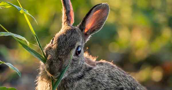 13 Blütepflanzen Kaninchen werden in Ruhe lassen