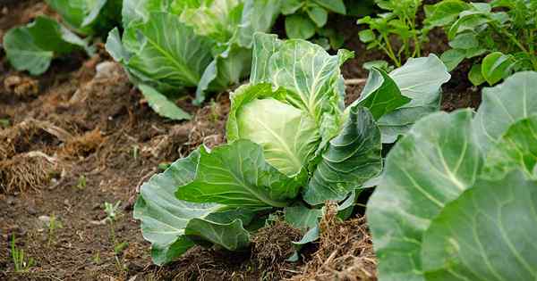 Razones por las cuales sus plantas de repollo pueden no formar cabezas