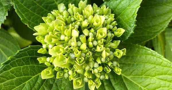 7 razones por las cuales su hortensia puede no florecer