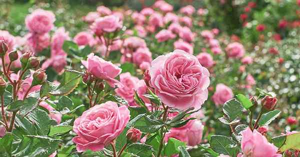 9 Gründe, warum Rosen möglicherweise nicht blühen