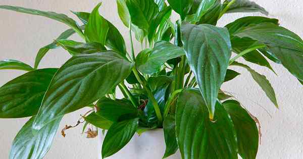 5 Wspólne powody, dla których Peace Lily Leaf Tips stają się brązowe