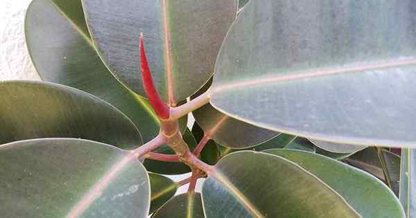 Por que há uma bainha vermelha no meu Ficus elastanta? Flor das árvores de borracha?