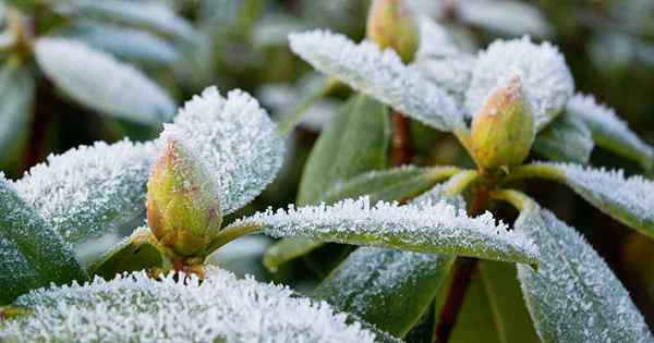 Como proteger os rododendros no inverno
