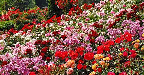 ¿Cuántos tipos de rosas hay?? Una guía para la clasificación de rosas