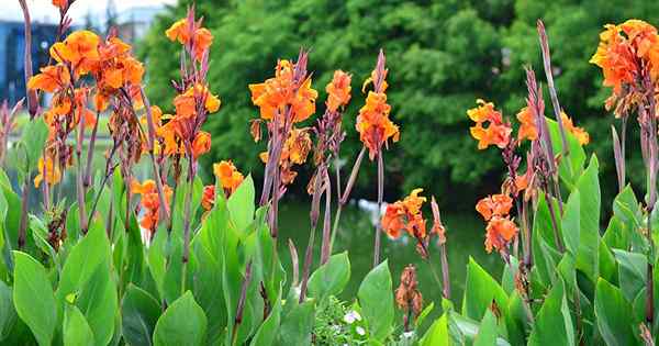 Erkennen, Verwalten und Verhinderung von Rost auf Canna -Pflanzen