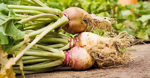 Wie man Rutabagas annimmt, eine kühle Ernte für den Herbst perfekt für den Herbst