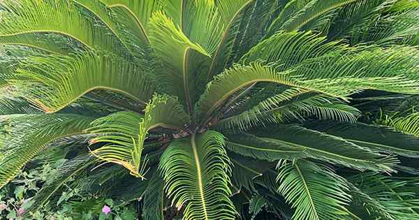 Wie man wächst und für Sago Palm sorgt