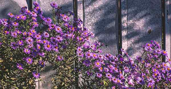 Cuándo y cómo salvar semillas de aster perennes nativas