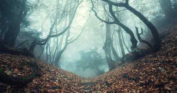 Plantas espeluznantes para el jardín plantas de aspecto aterrador para Halloween y más allá