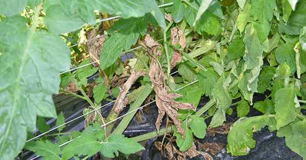 Tomaten mit Sklerotinie -Stammfäule identifizieren und behandeln