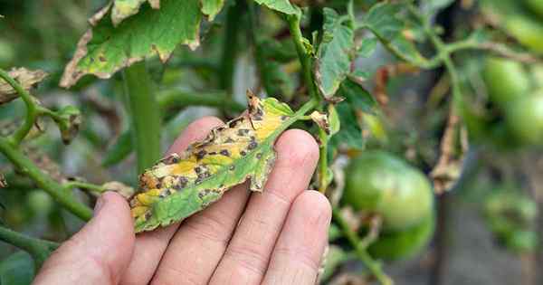 Comment identifier et contrôler la tache foliaire Septoria sur les tomates