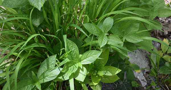 27 des meilleures herbes qui aiment l'ombre pour votre jardin